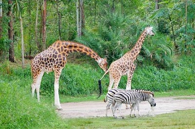 Safari della fauna selvatica