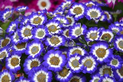 Flower Plant Venezia