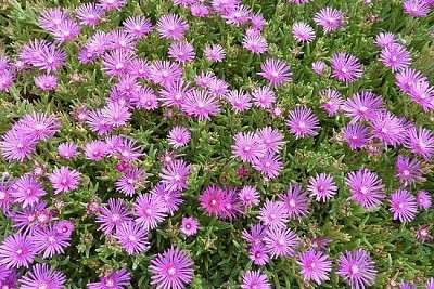 Flores cor de rosa