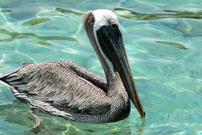Pelikan Codzienny