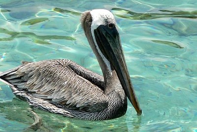 Daglig Pelican