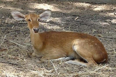 Deer jigsaw puzzle