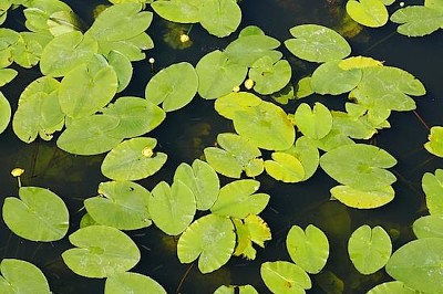 Nuphar Lutea jigsaw puzzle