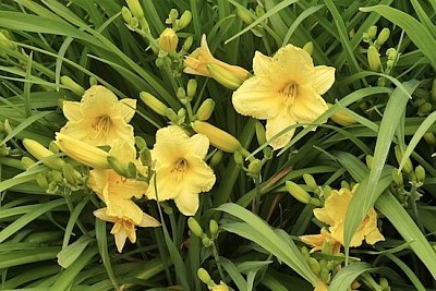 Codzienna Lilly