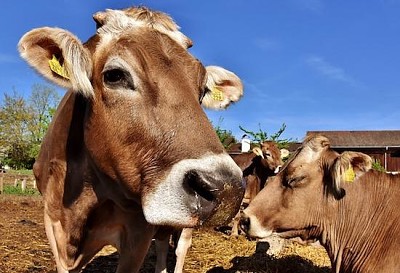 Vacas na fazenda