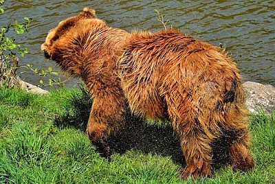 Orso bruno europeo