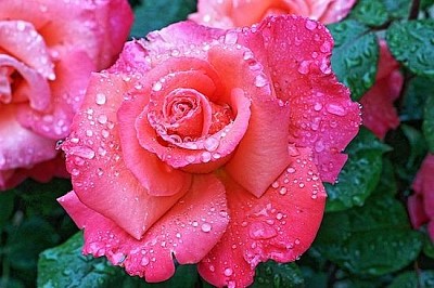 Red Rainy Rose jigsaw puzzle