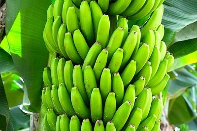 Green Banans