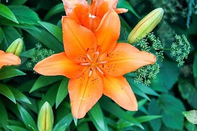 Fleur de nectar orange