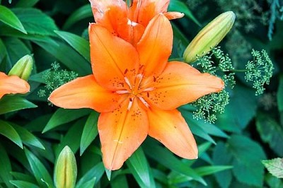 Orange Nektar Blume