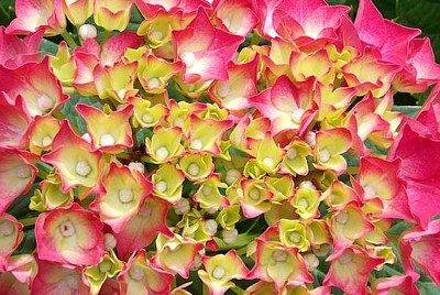 Hortensia à fleurs