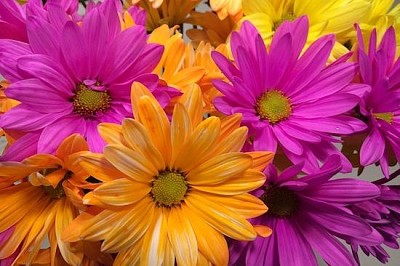 Pink Orange Yellow Bloom
