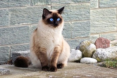 Siamese Cat