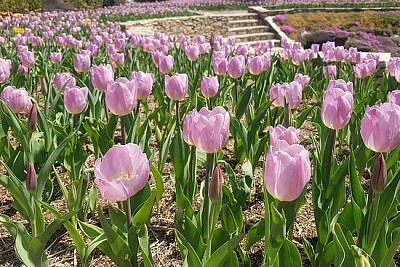 Pink Tulips jigsaw puzzle