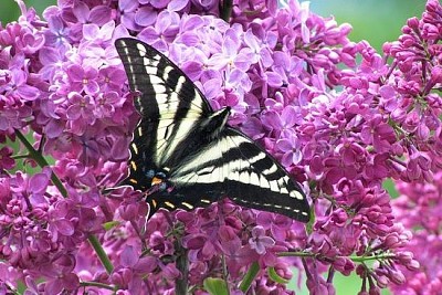 Cola de golondrina tigre pálido