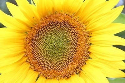 Tägliche Sonnenblume