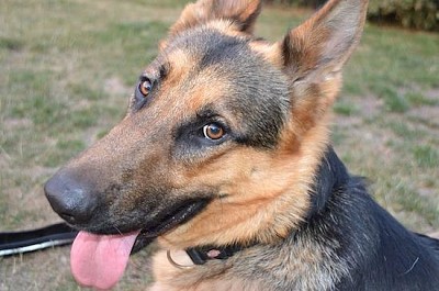 Retrato de Cachorro