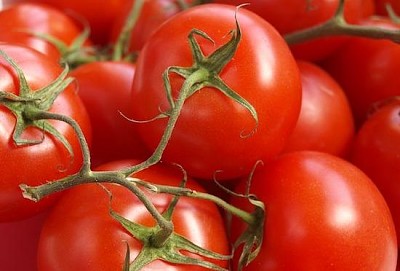 成熟的西紅柿