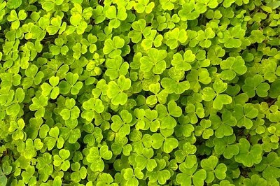 Clover Plant