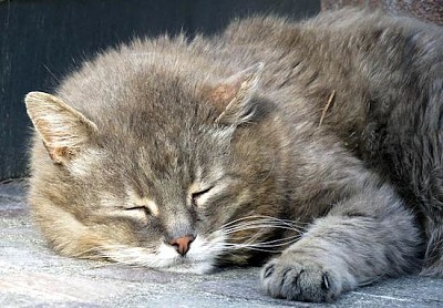 Chat doux endormi