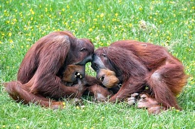 Orang-Utan-Familie