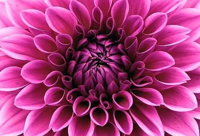 Perfect Pink Dahlia jigsaw puzzle