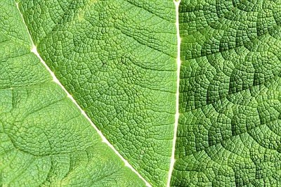 Giant Rhubarb Closeup jigsaw puzzle