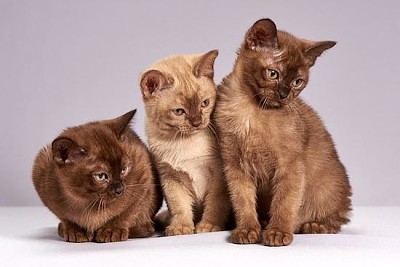 3 Cute Kittens