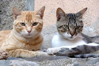 Zwei Hauskatzen