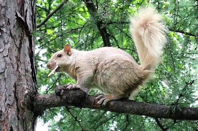 Ardilla en un árbol