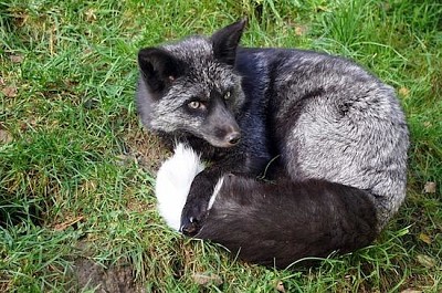 Black Fox Resting