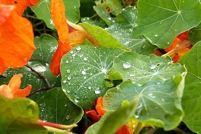 Primo piano Leafes