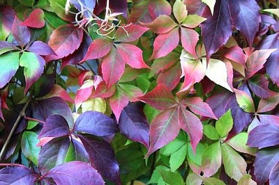 Virginia Creeper en otoño