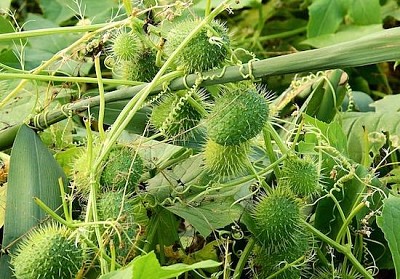 Wild Cucumber