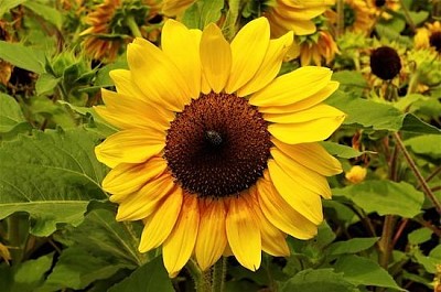 Daily Sunflower jigsaw puzzle