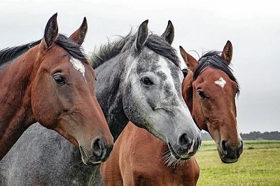 פאזל של 3 סוסים