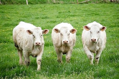 Vaches dans les champs