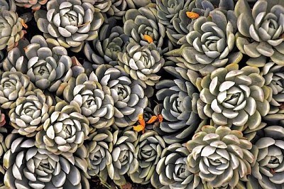 Succulente rocciose