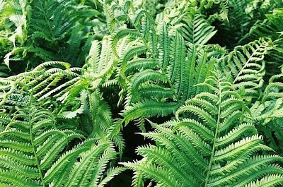 Fern Plant