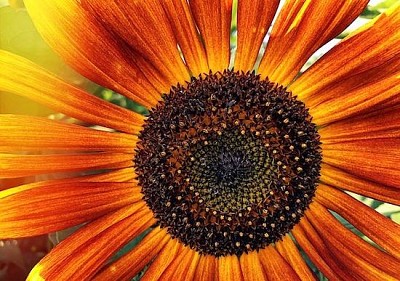 Closeup Sunflower jigsaw puzzle