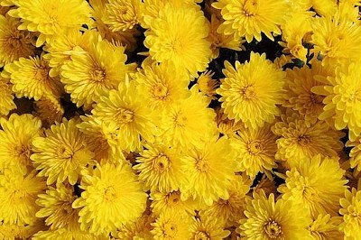 Yellow Blossom jigsaw puzzle