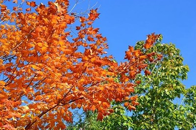 Feuilles d'automne