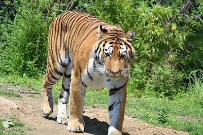 Gros chat