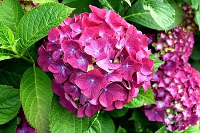 Hortensia rosa