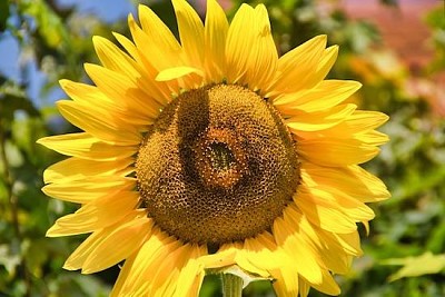 Fleur de soleil quotidienne