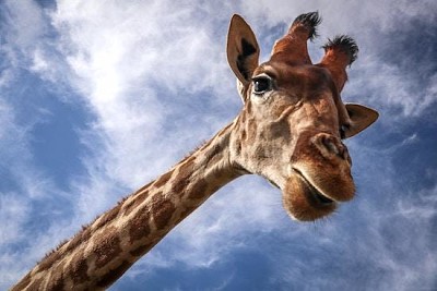 Tête de girafe