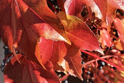 Otoño rojo