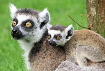 Lemur baby och mamma