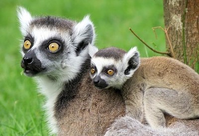 キツネザルの赤ちゃんと母親