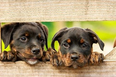 Chiots doux